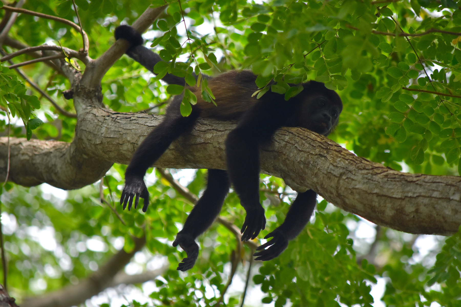 Monkey in Costa Rica