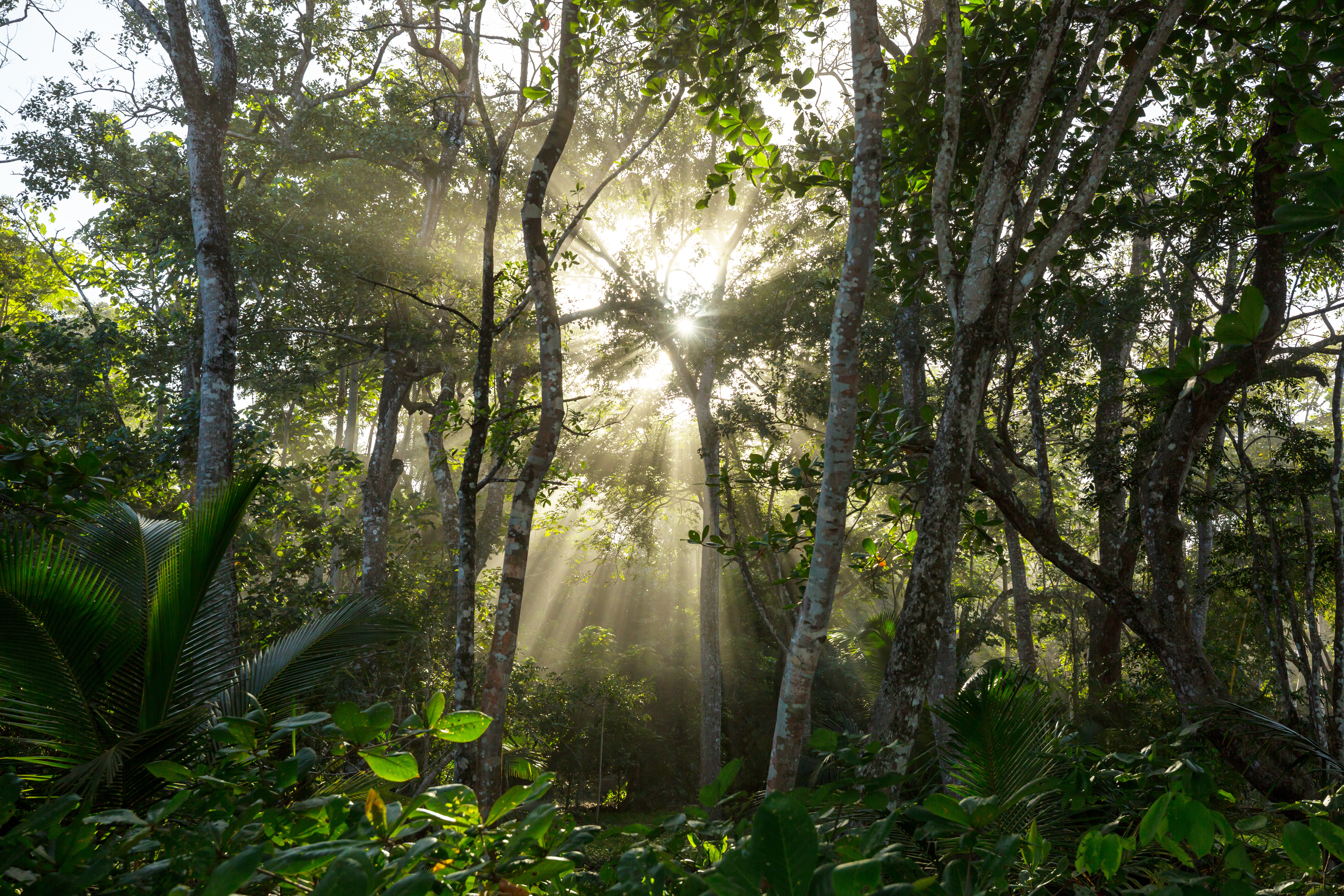 Jungle in Costa Rica